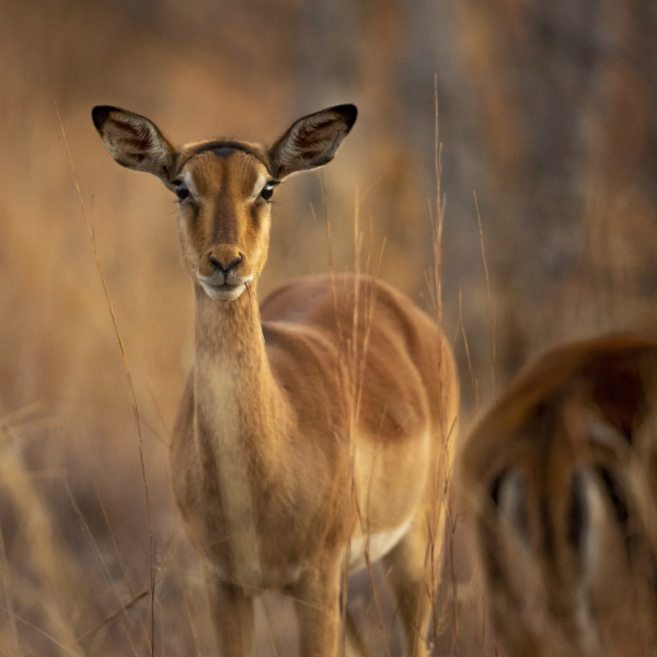 Model wearing plain black basic tee.