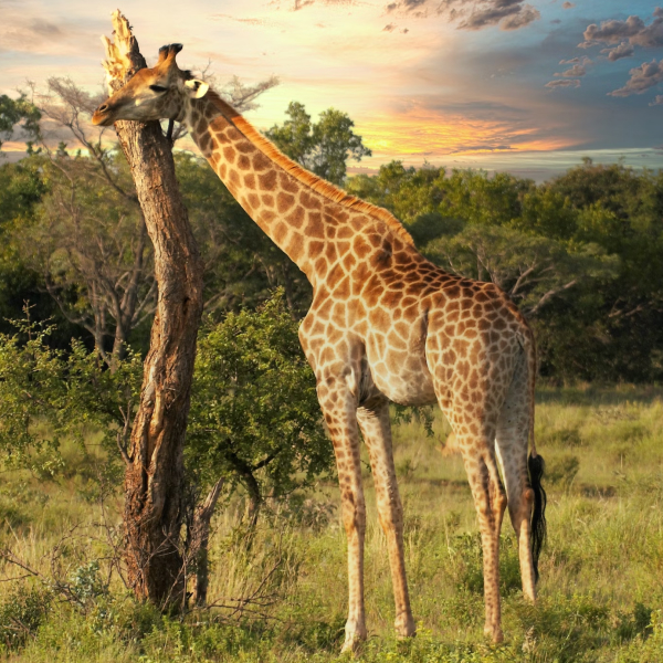Model wearing plain black basic tee.